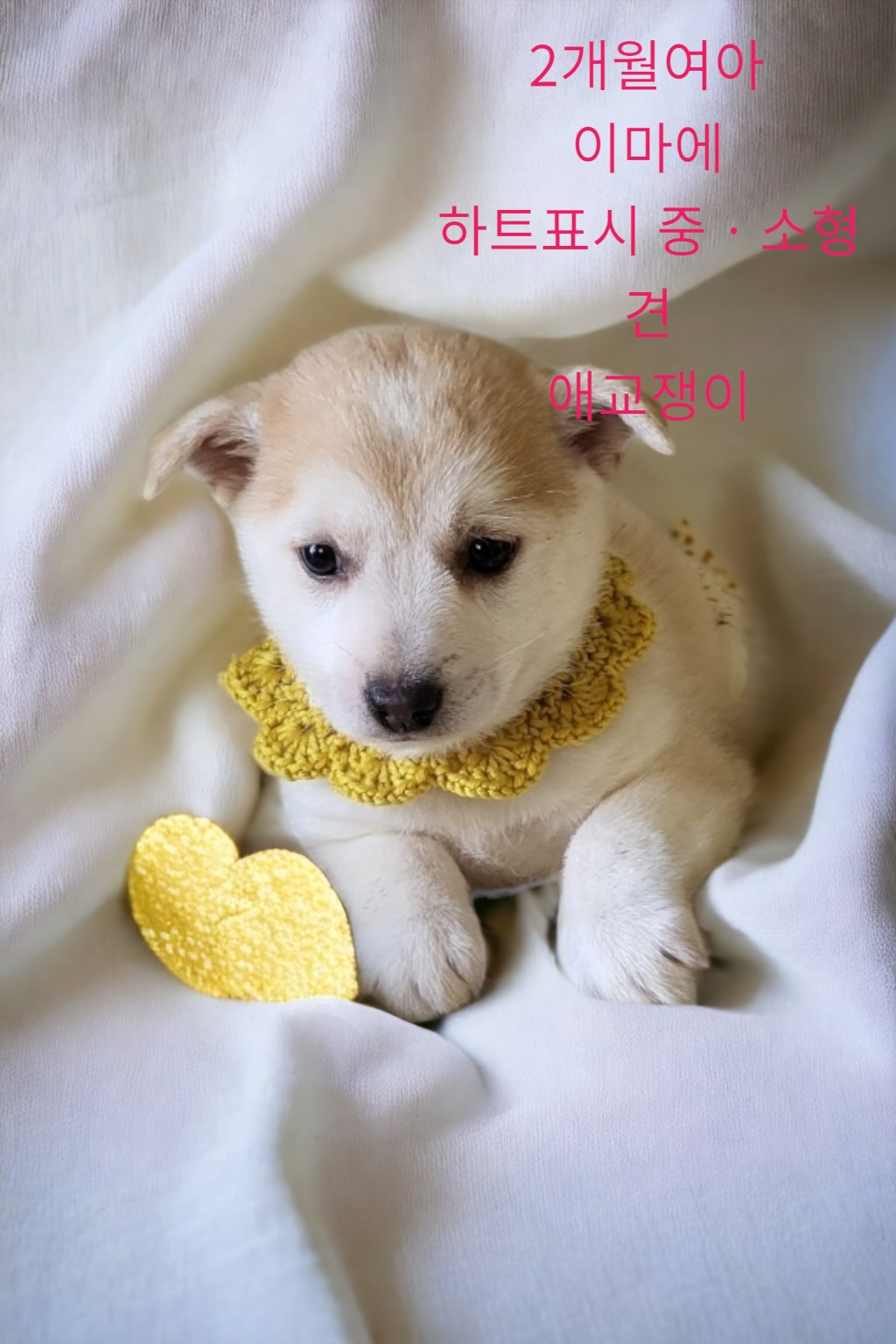 믹스견 이미지 파일 입니다.