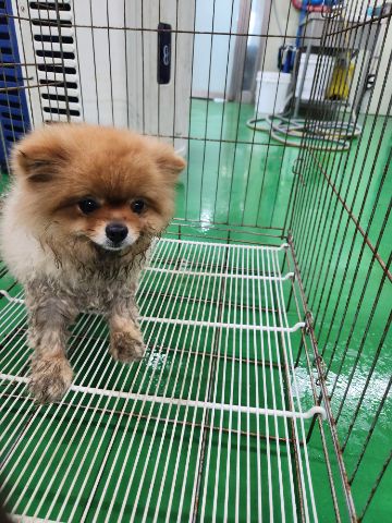 포메라니안 이미지 파일 입니다.