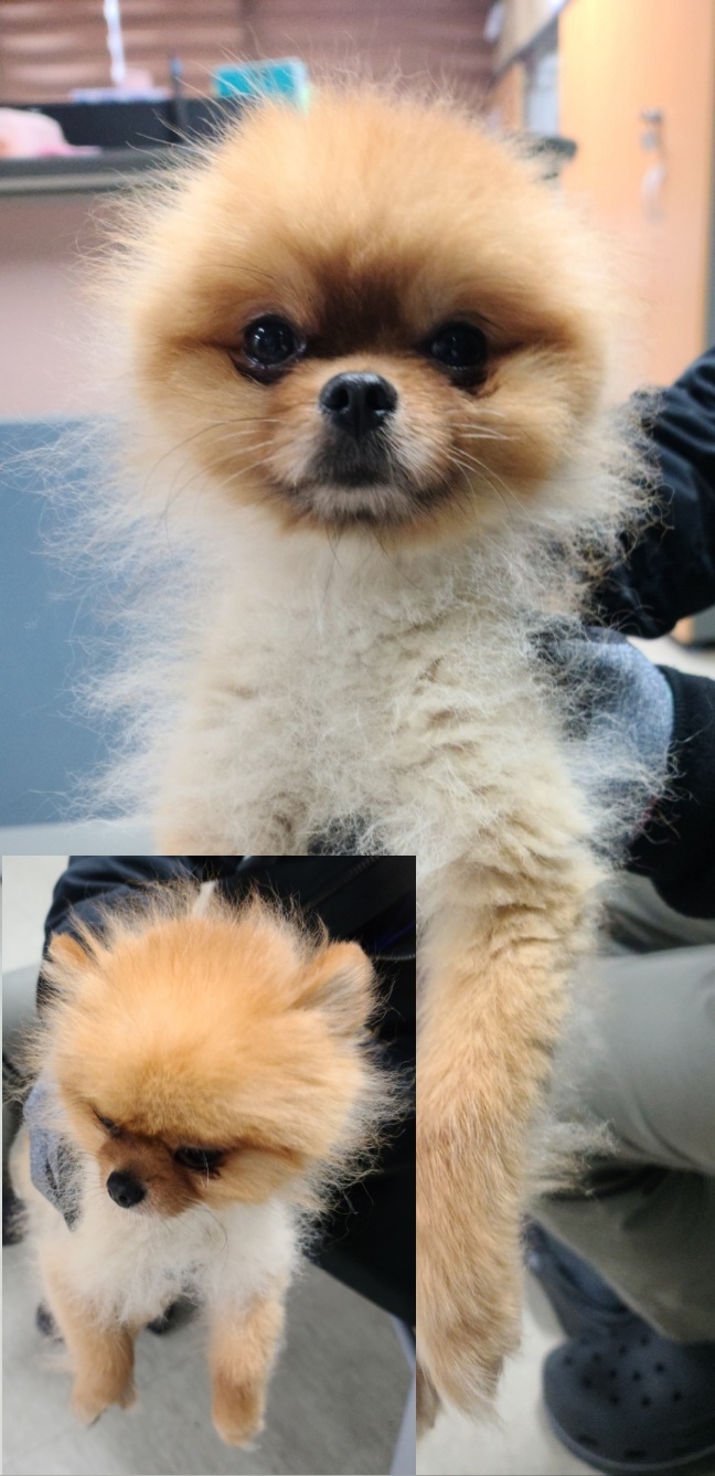 포메라니안 이미지 파일 입니다.