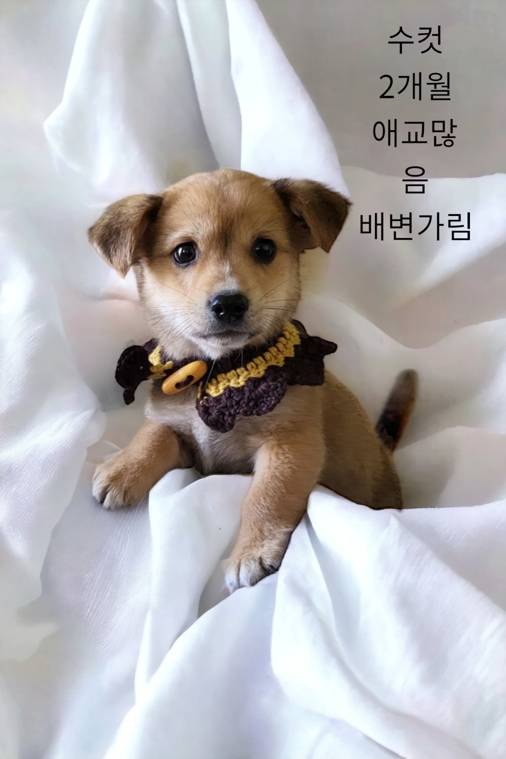 치와와믹스 이미지 파일 입니다.