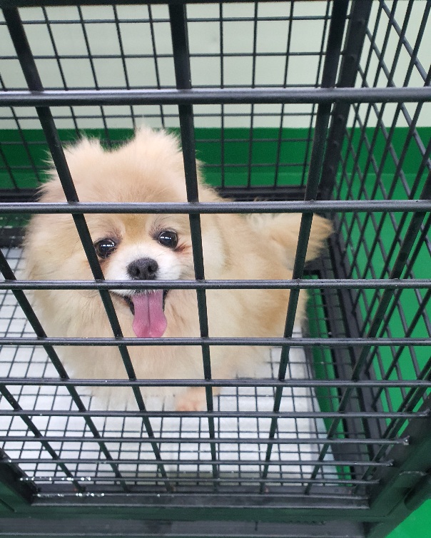포메라니안 이미지 파일 입니다.