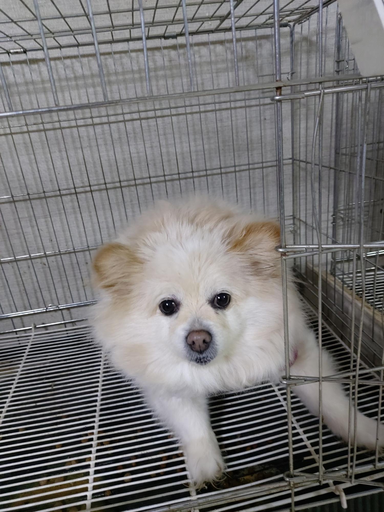 포메라니안 이미지 파일 입니다.