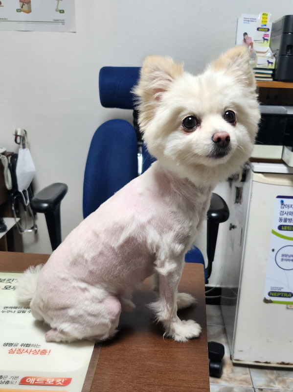 포메라니안 이미지 파일 입니다.