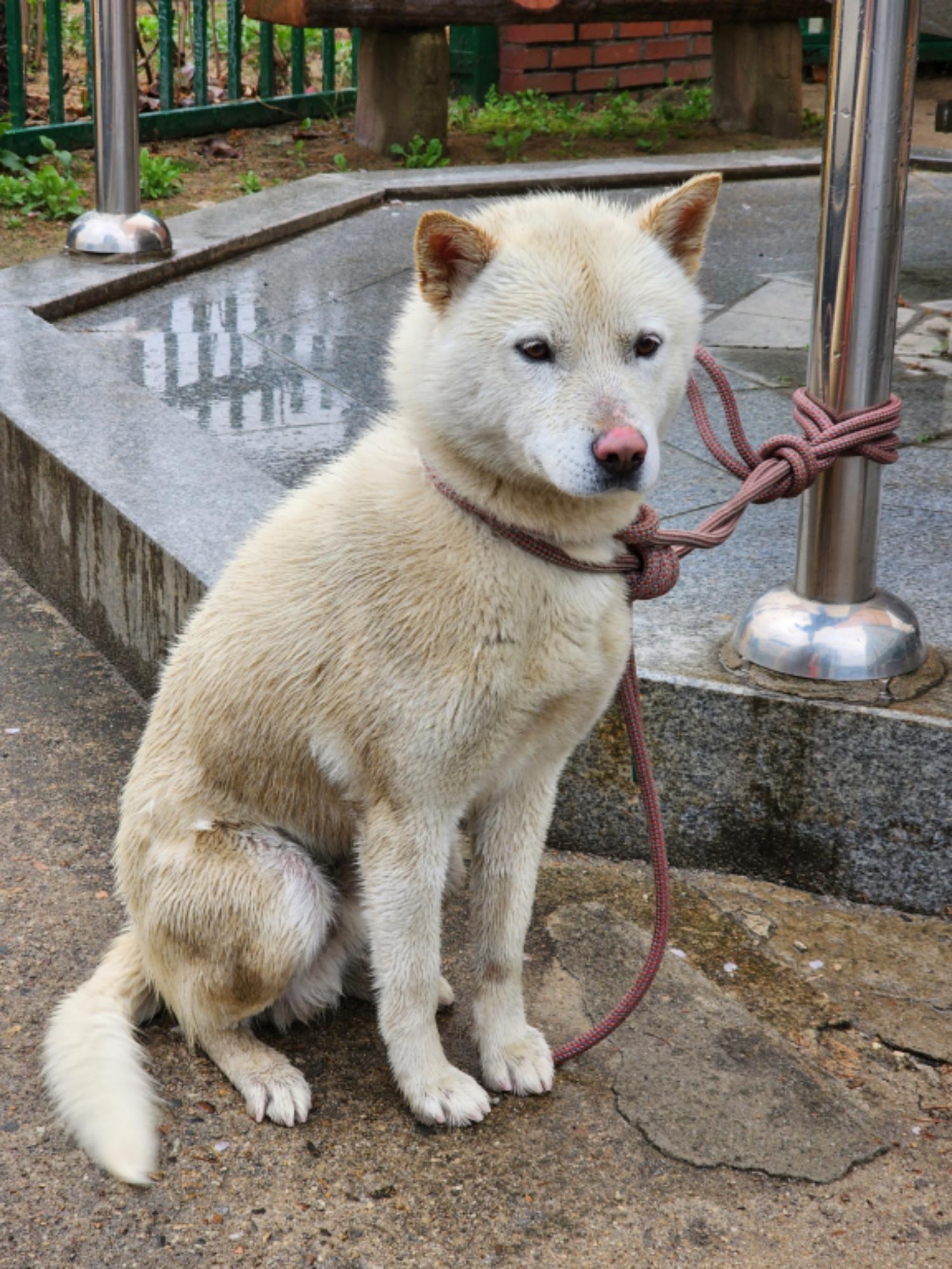 진도견 이미지 파일 입니다.