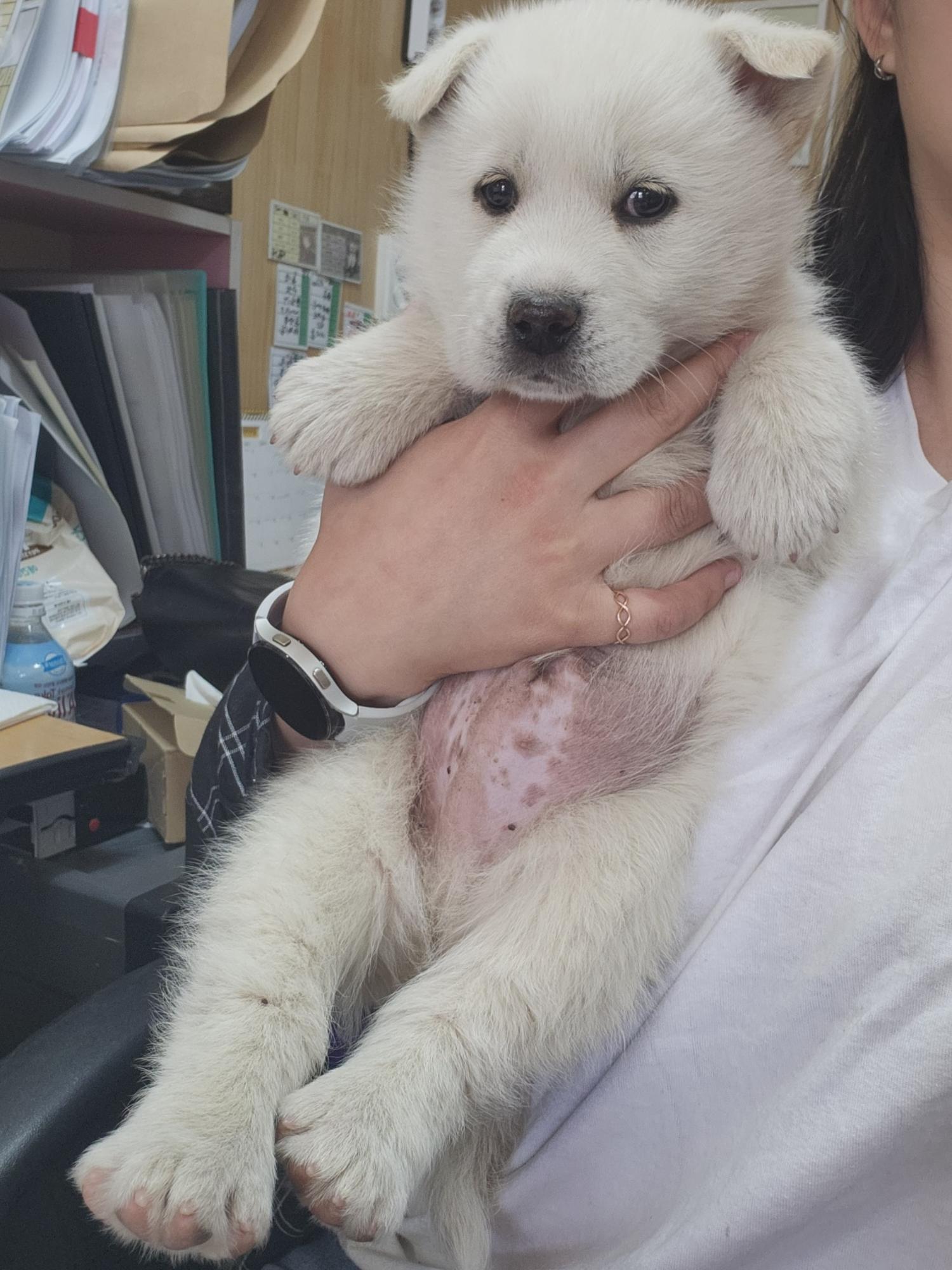 풍산견 이미지 파일 입니다.