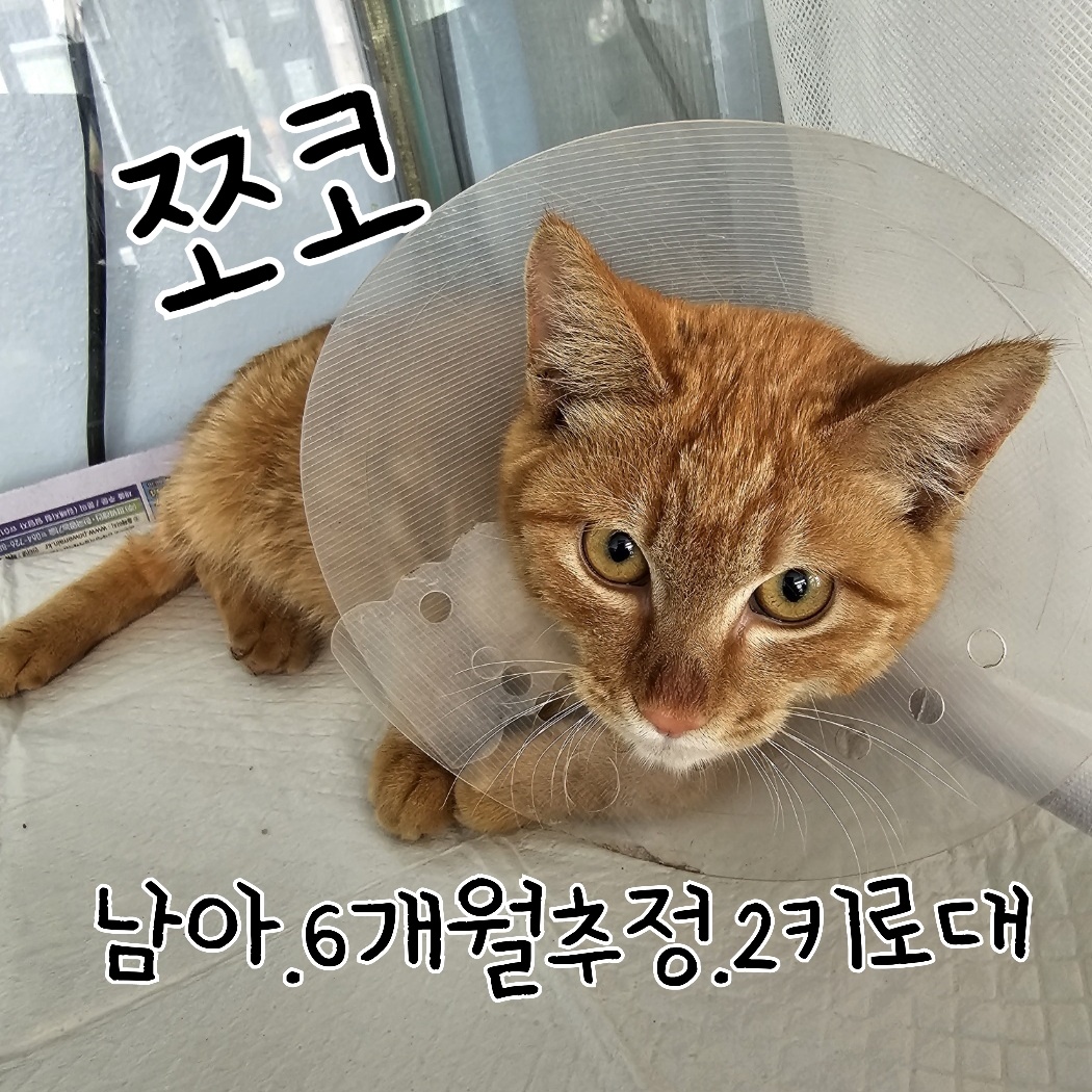 한국 고양이 이미지 파일 입니다.