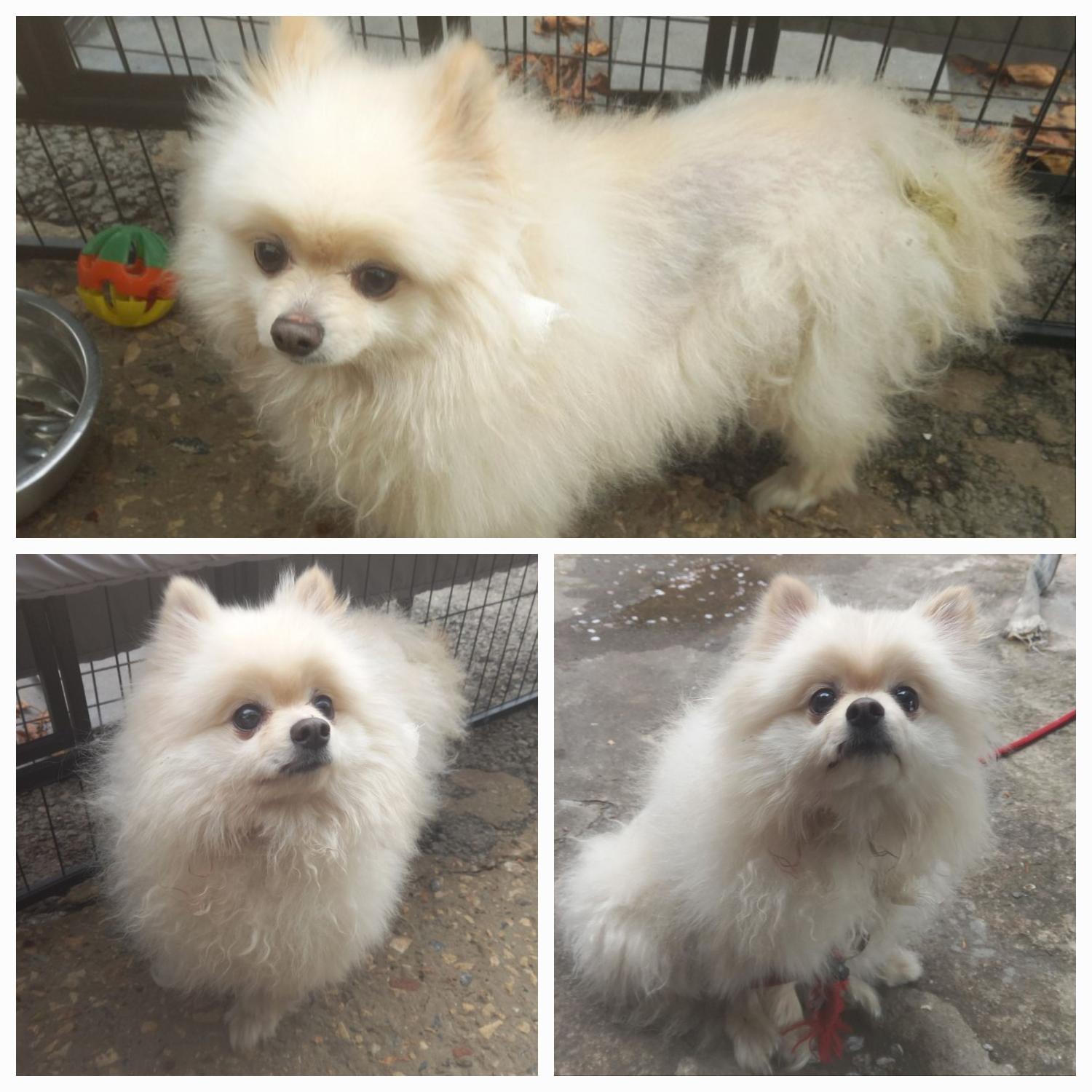 포메라니안 이미지 파일 입니다.
