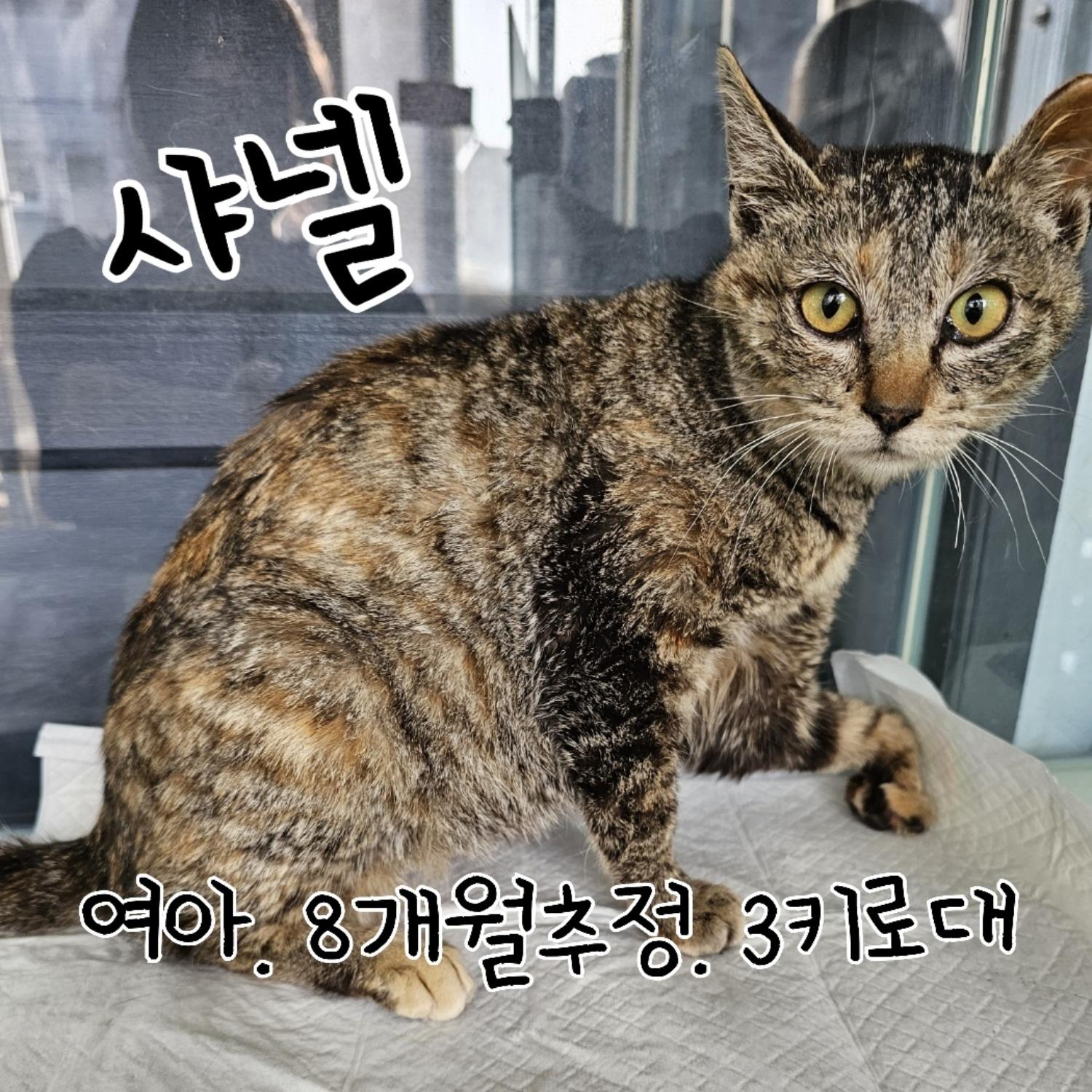 한국 고양이 이미지 파일 입니다.
