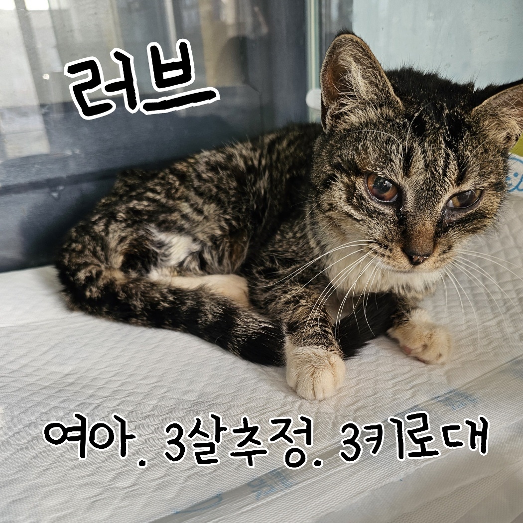 한국 고양이 이미지 파일 입니다.