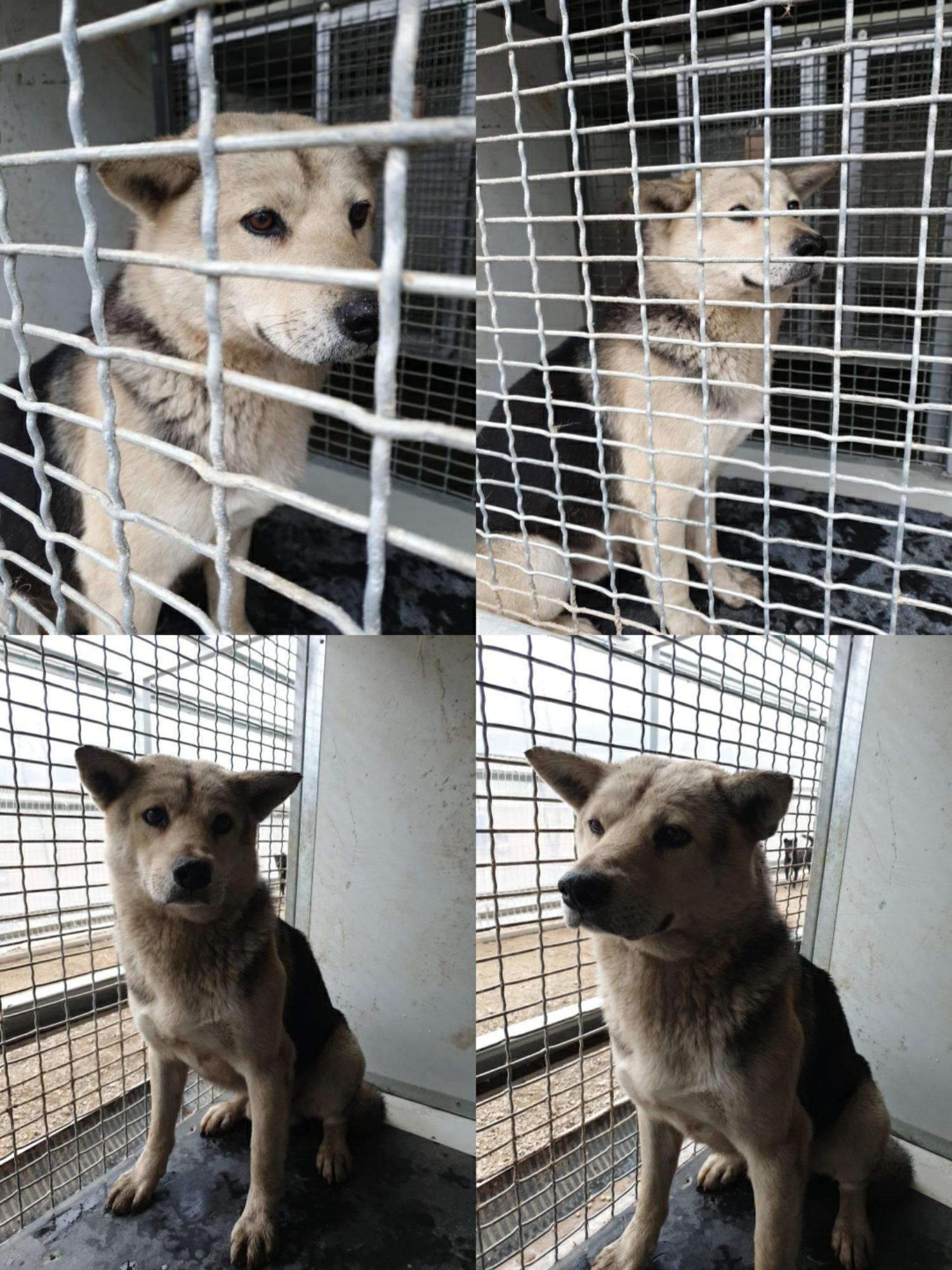 믹스견 이미지 파일 입니다.