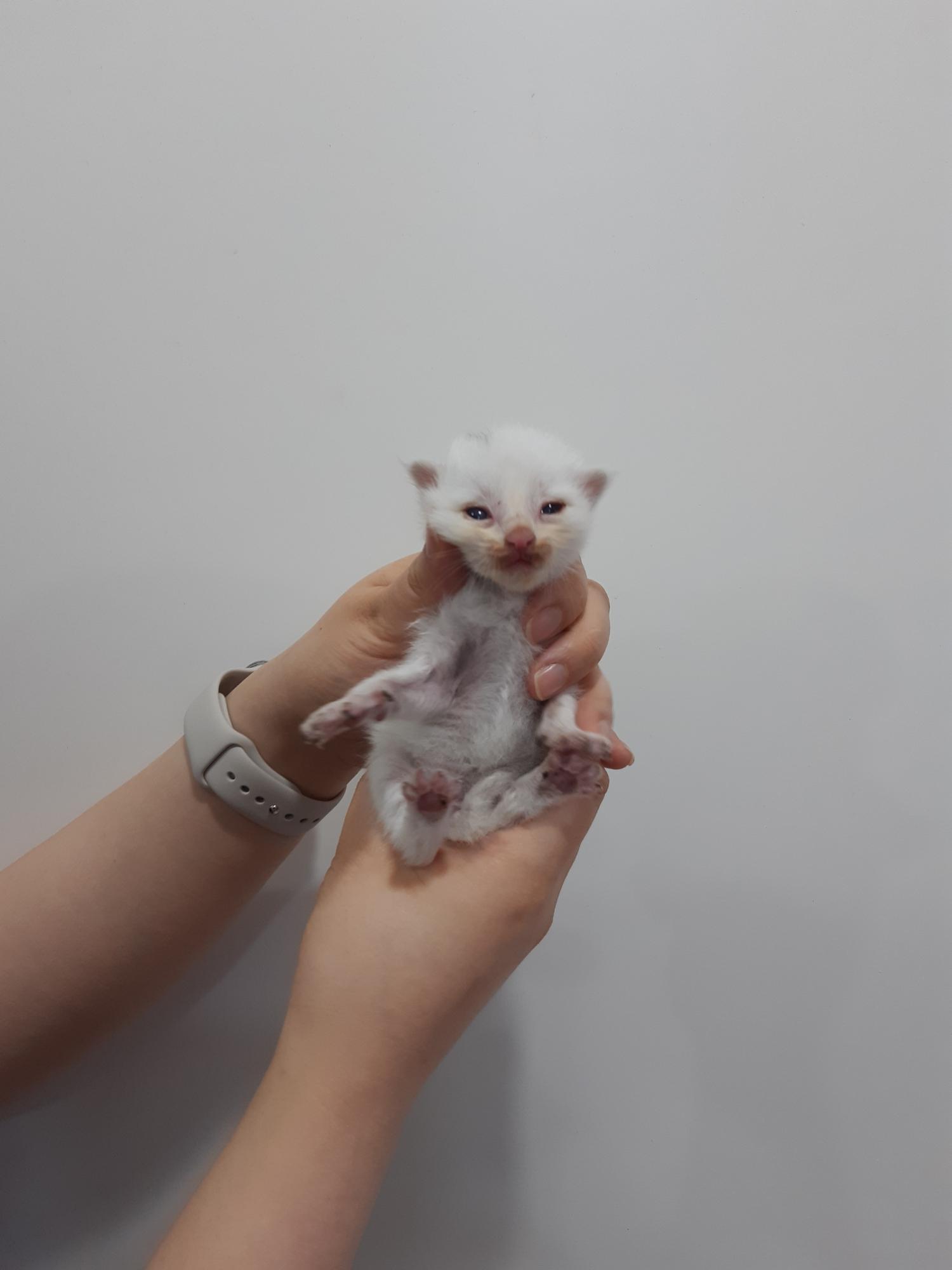 한국 고양이 이미지 파일 입니다.