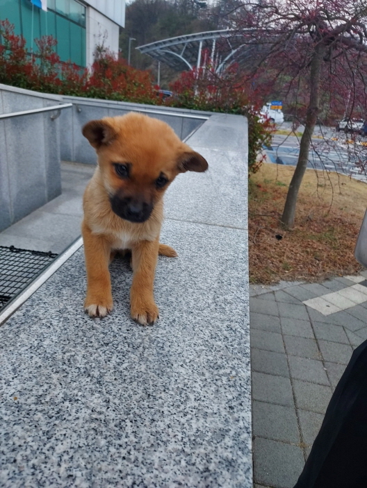 믹스견 이미지 파일 입니다.