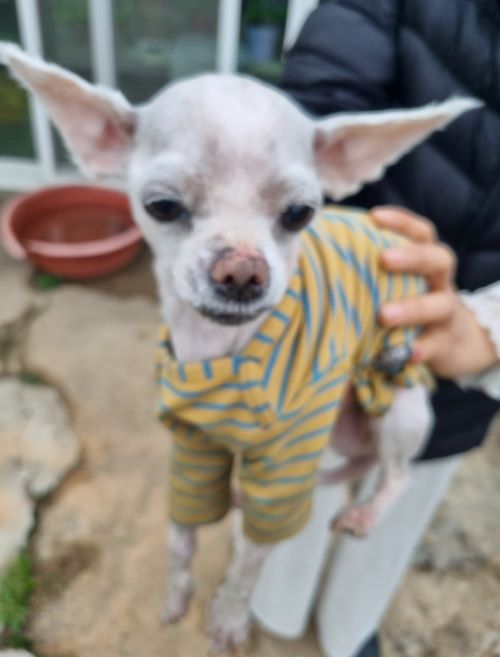 치와와 이미지 파일 입니다.