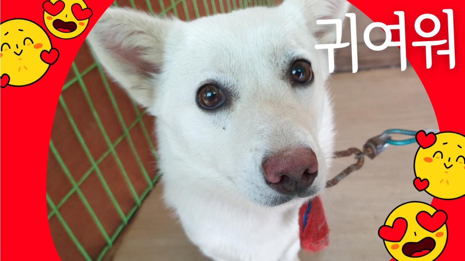 믹스견 이미지 파일 입니다.