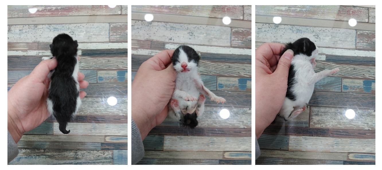 한국 고양이 이미지 파일 입니다.