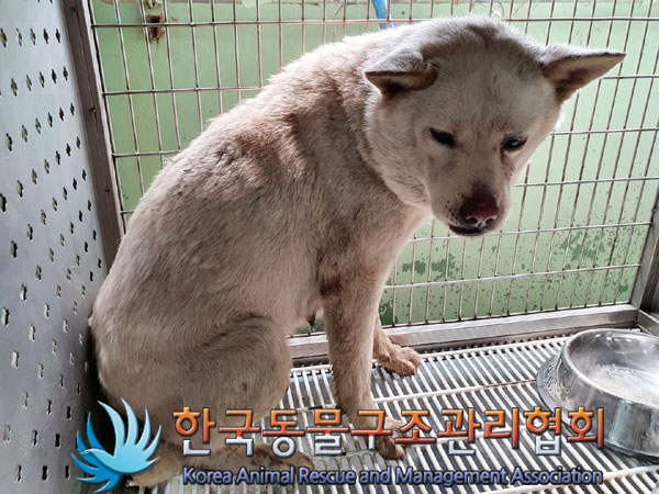 믹스견 이미지 파일 입니다.