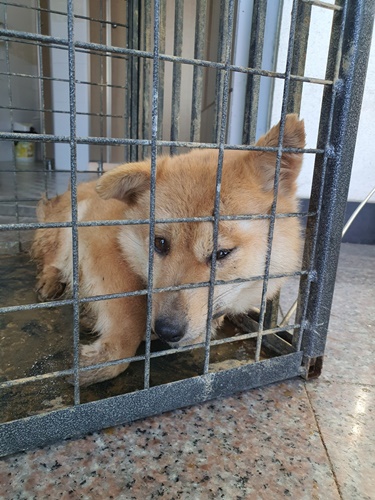 믹스견 이미지 파일 입니다.