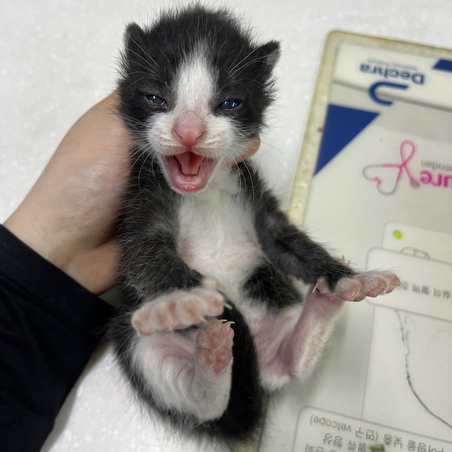 한국 고양이 이미지 파일 입니다.
