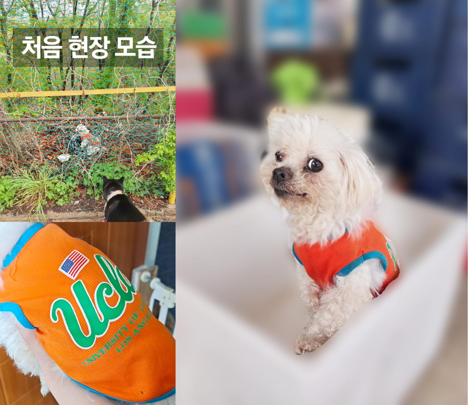 말티즈 이미지 파일 입니다.