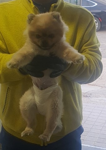 포메라니안 이미지 파일 입니다.