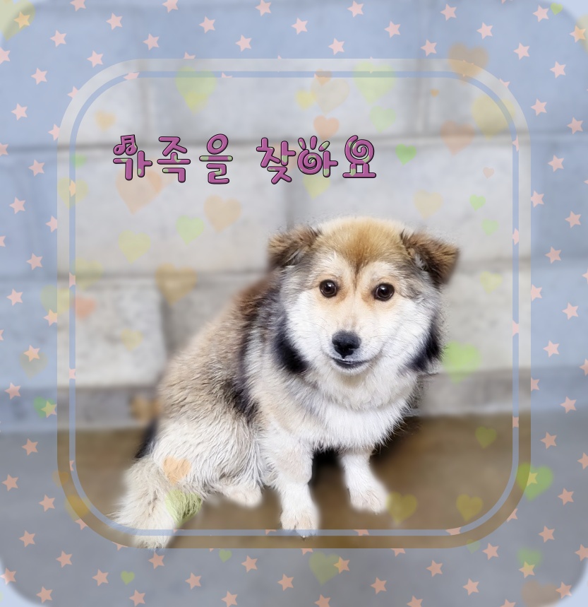 믹스견 이미지 파일 입니다.