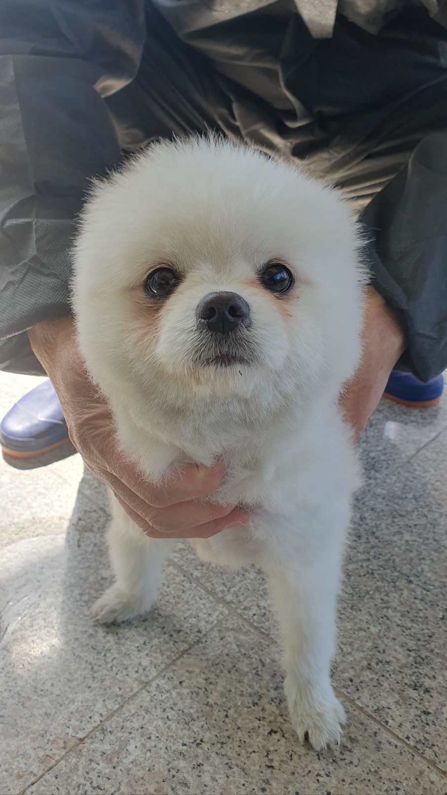 포메라니안 이미지 파일 입니다.