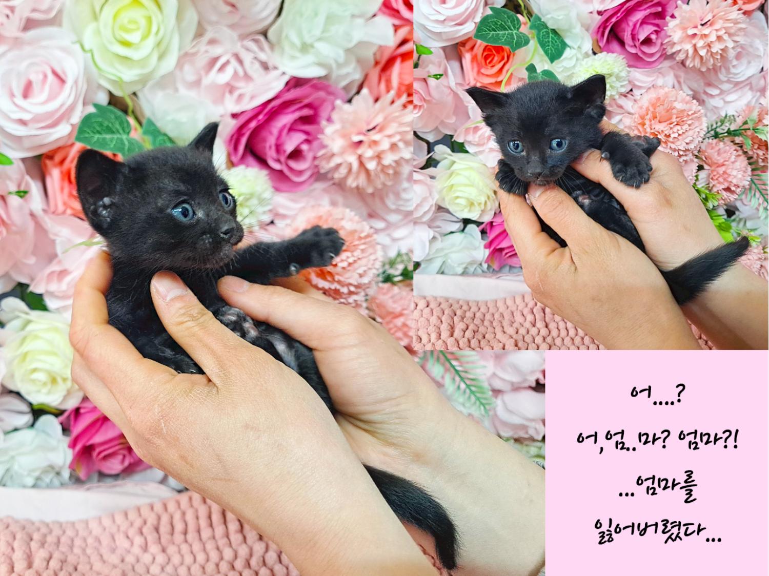 한국 고양이 이미지 파일 입니다.