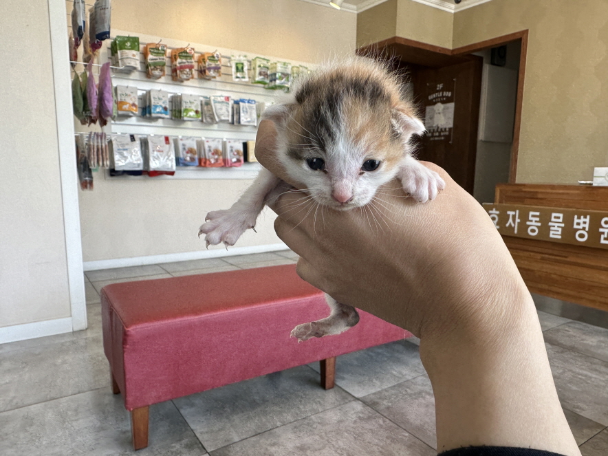 한국 고양이 이미지 파일 입니다.