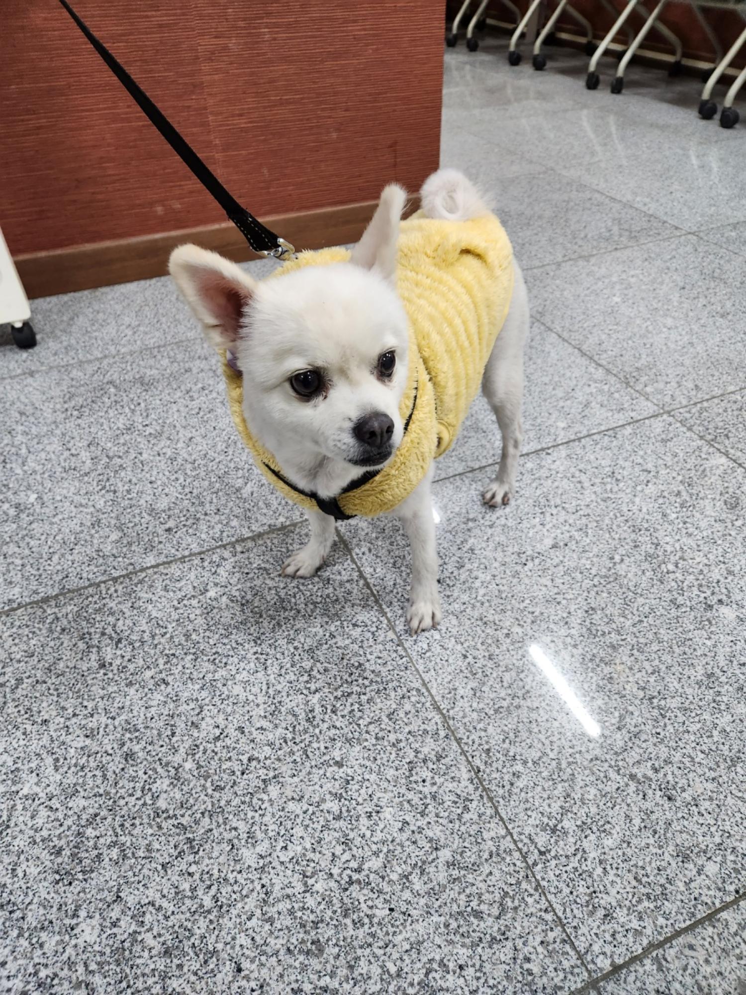 스피츠 이미지 파일 입니다.