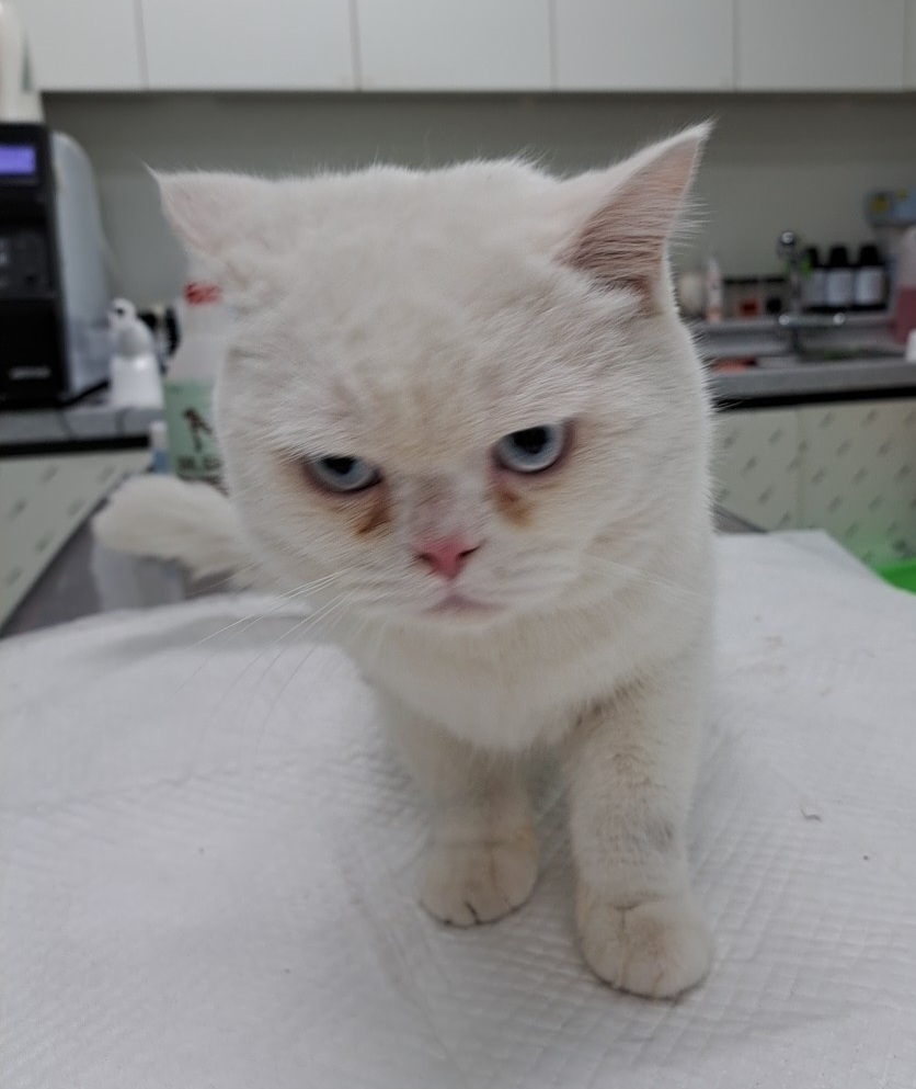 믹스묘 이미지 파일 입니다.