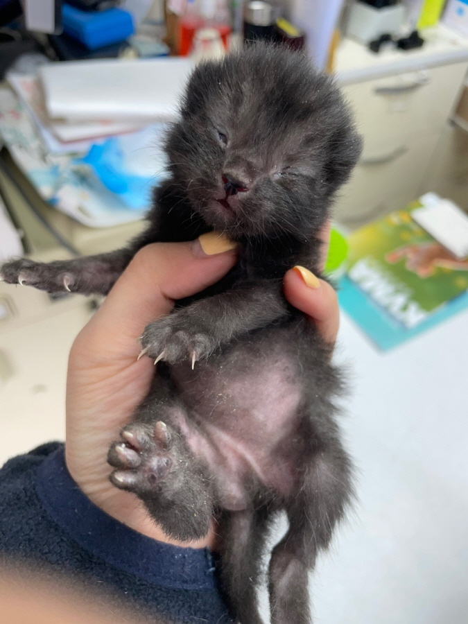한국 고양이 이미지 파일 입니다.