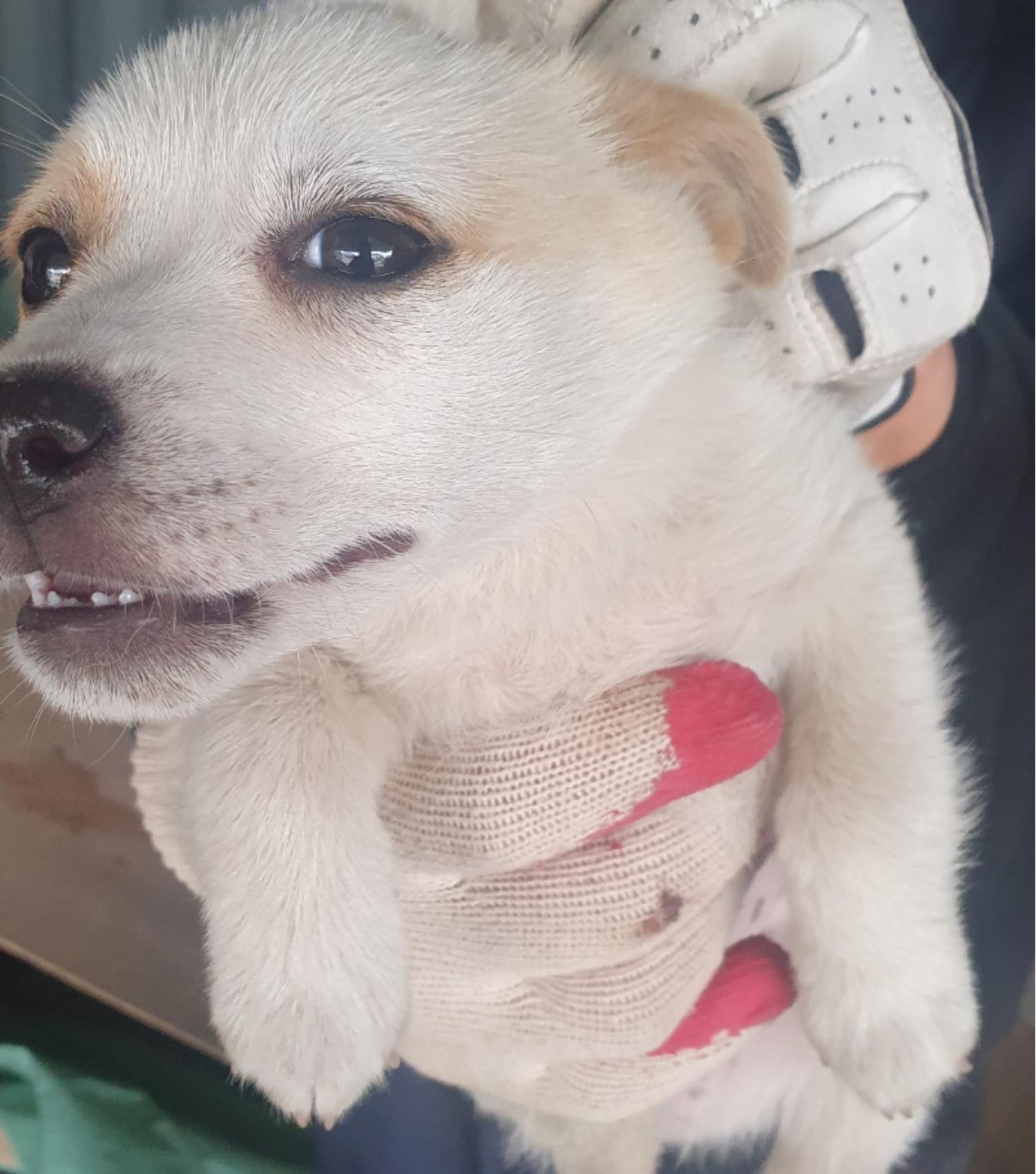 믹스견 이미지 파일 입니다.