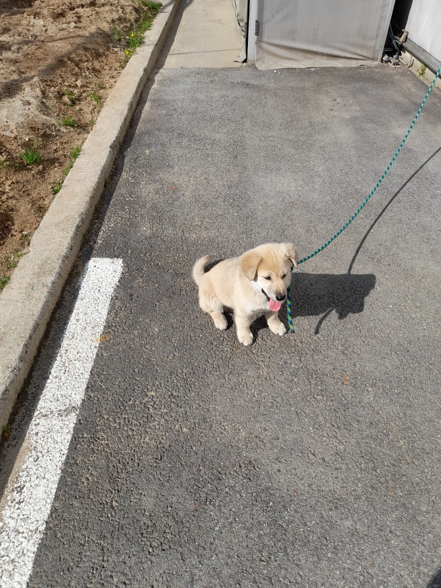 믹스견 이미지 파일 입니다.