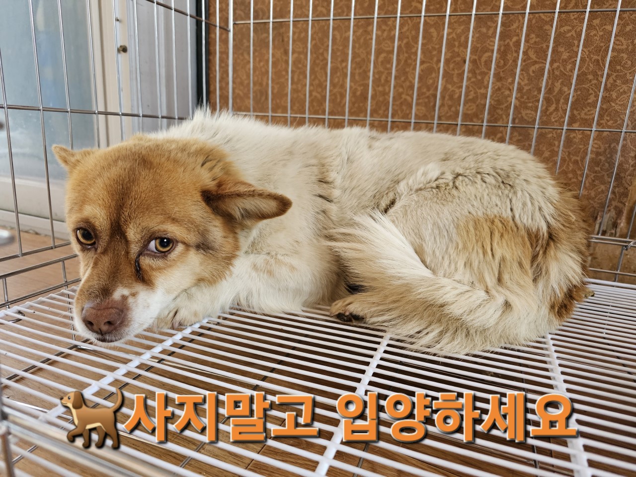 믹스견 이미지 파일 입니다.