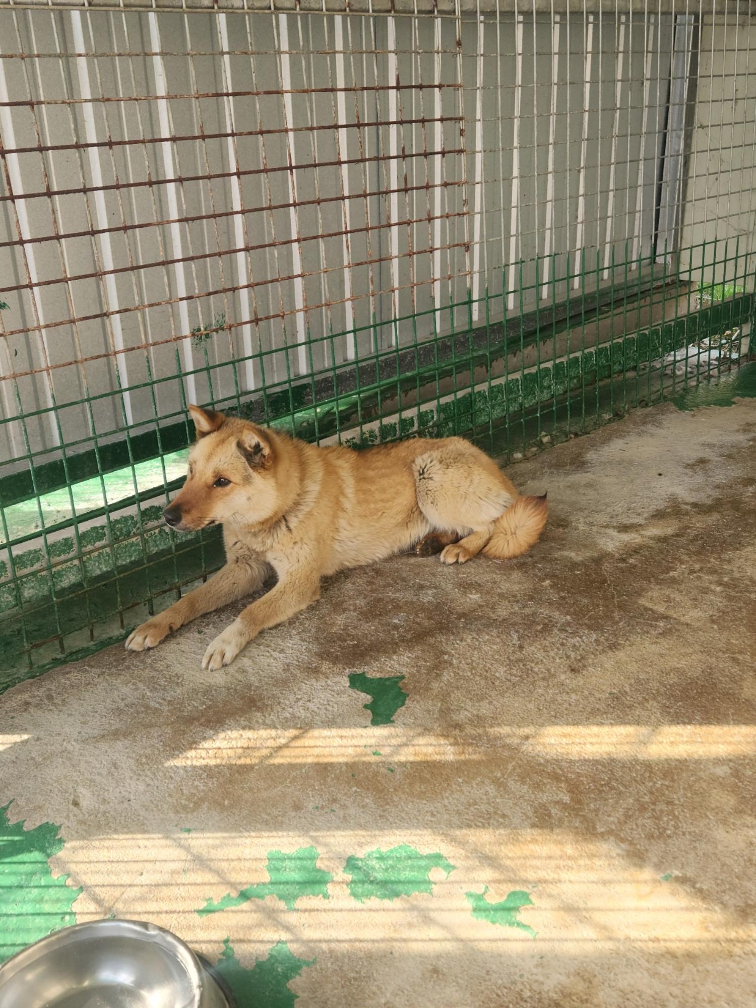 믹스견 이미지 파일 입니다.
