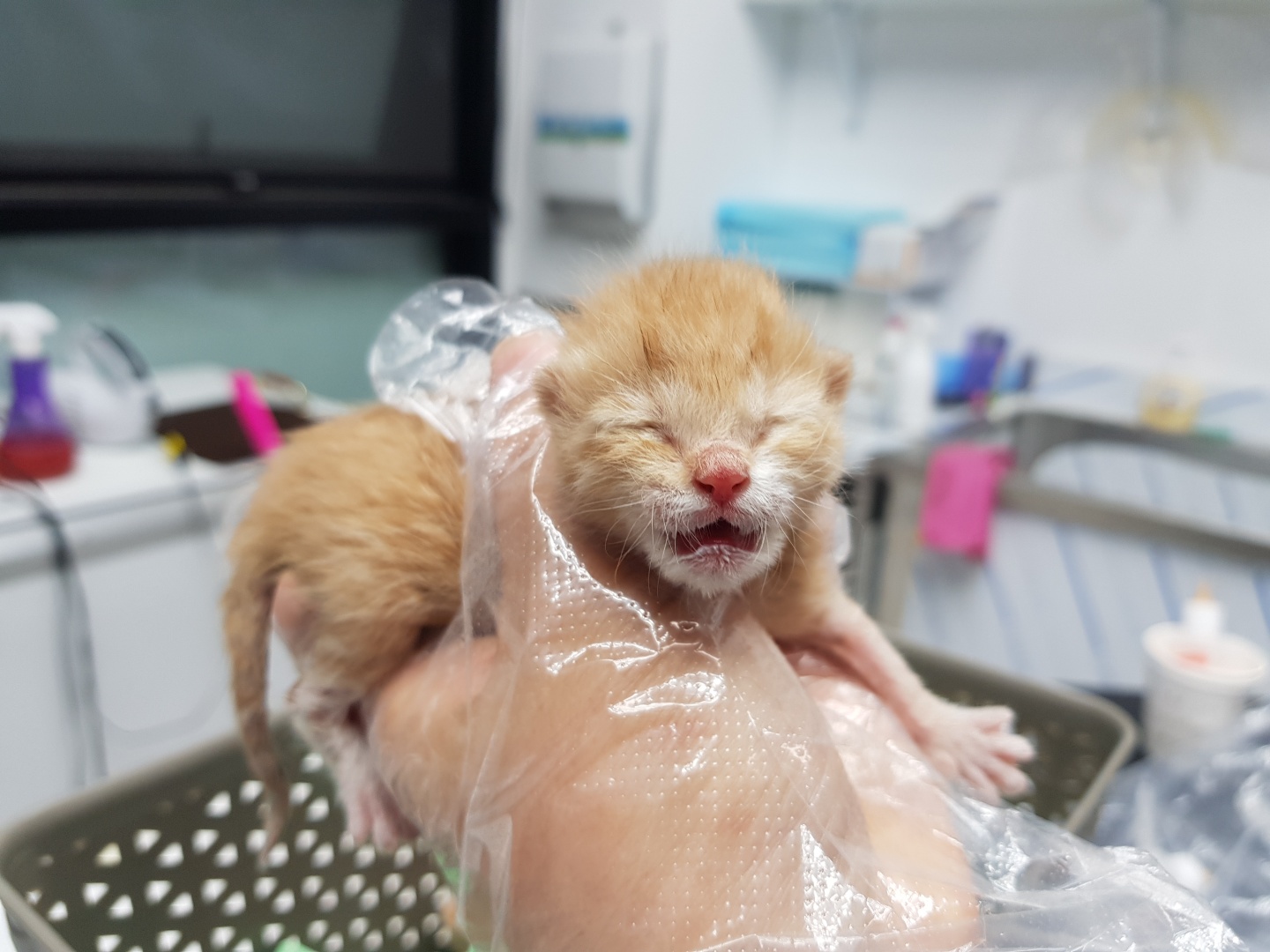 한국 고양이 이미지 파일 입니다.