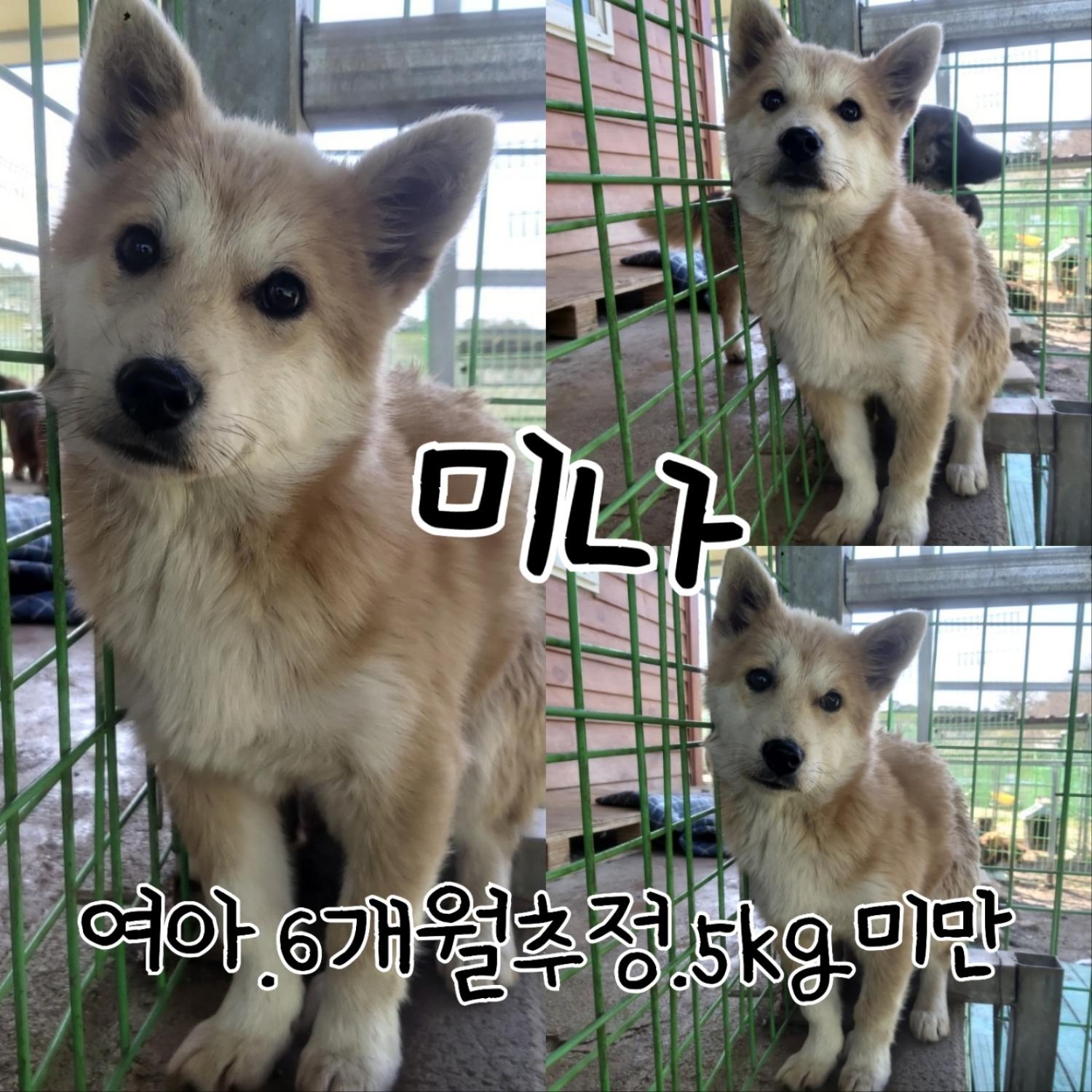 믹스견 이미지 파일 입니다.