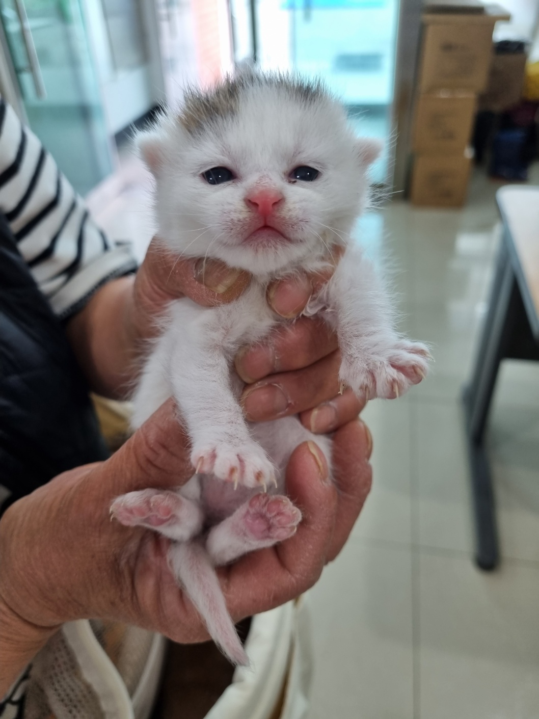 한국 고양이 이미지 파일 입니다.