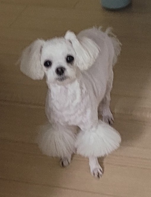 말티즈 이미지 파일 입니다.