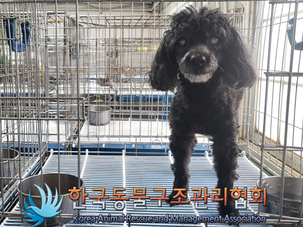 푸들 이미지 파일 입니다.