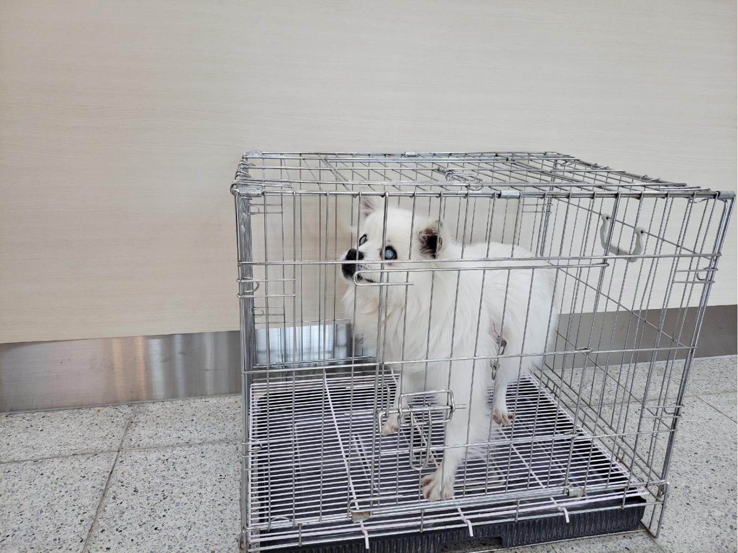 스피츠 이미지 파일 입니다.