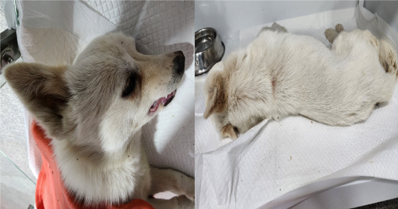 믹스견 이미지 파일 입니다.