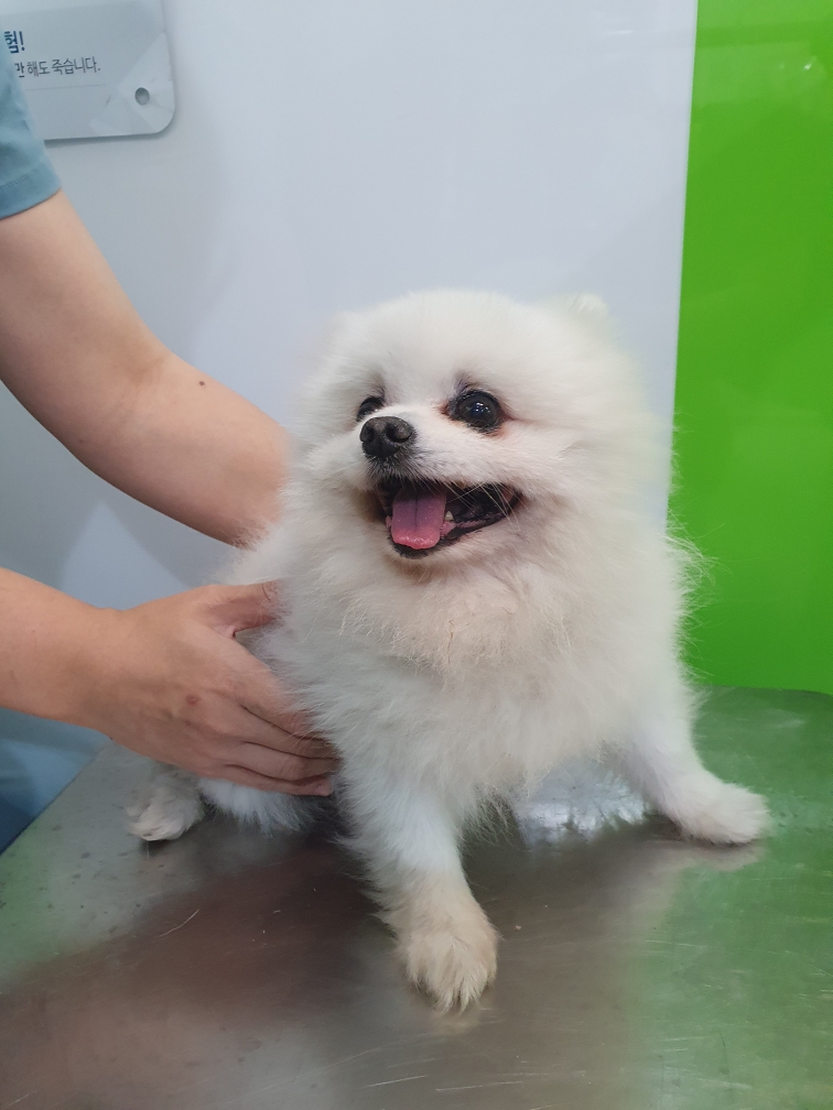 포메라니안 이미지 파일 입니다.