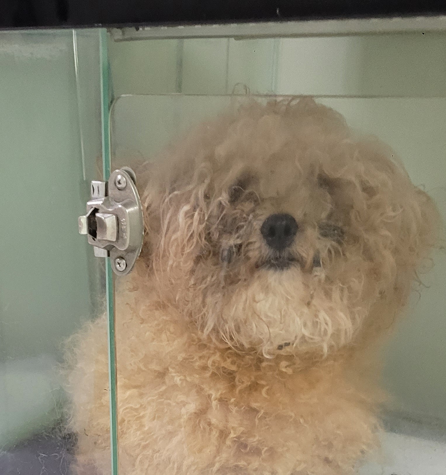 푸들 이미지 파일 입니다.