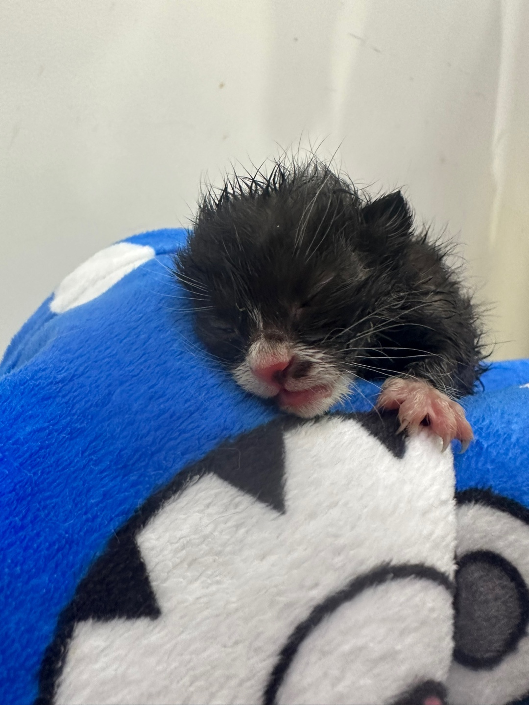 한국 고양이 이미지 파일 입니다.