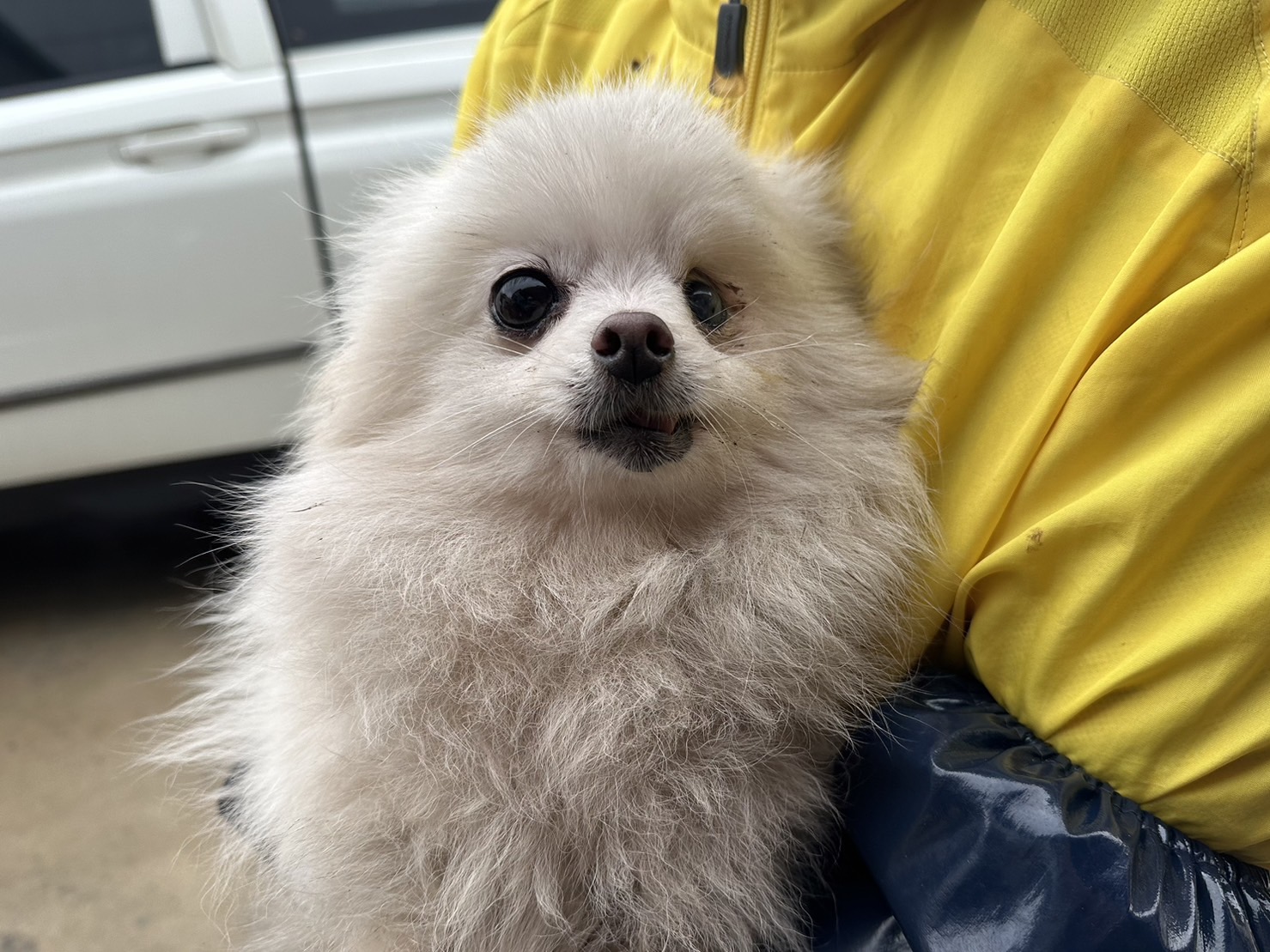 포메라니안 이미지 파일 입니다.