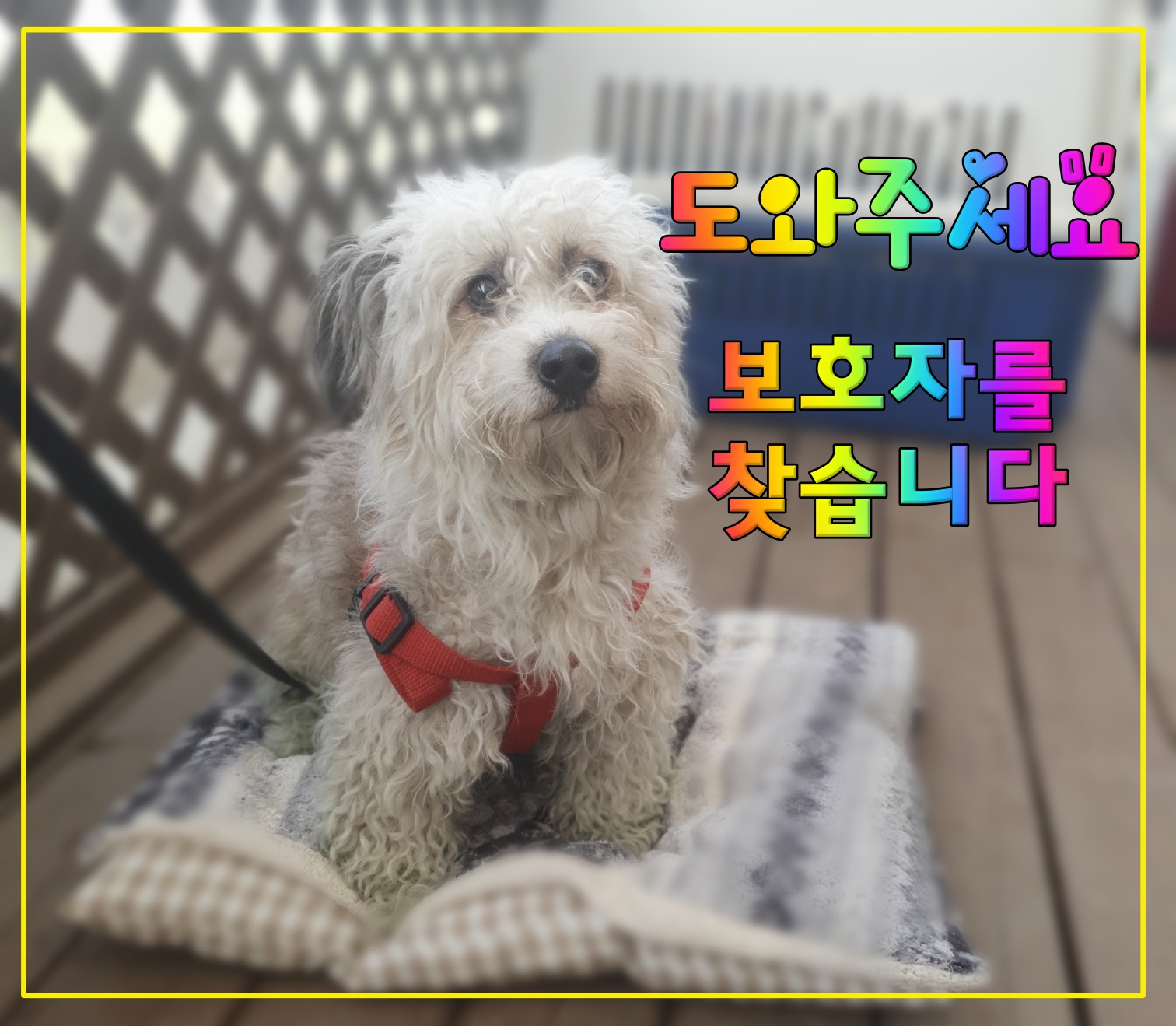 믹스견 이미지 파일 입니다.