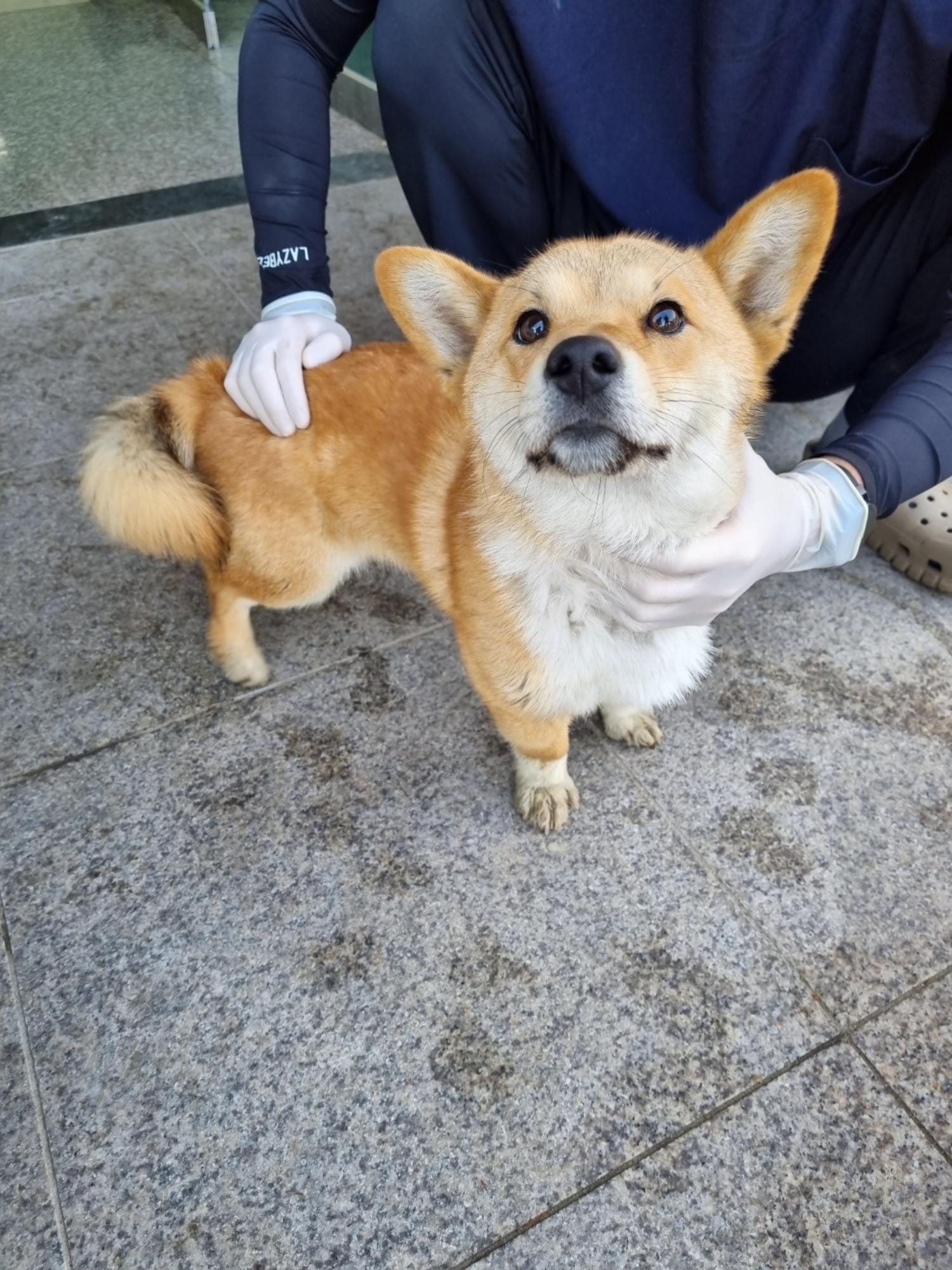 믹스견 이미지 파일 입니다.