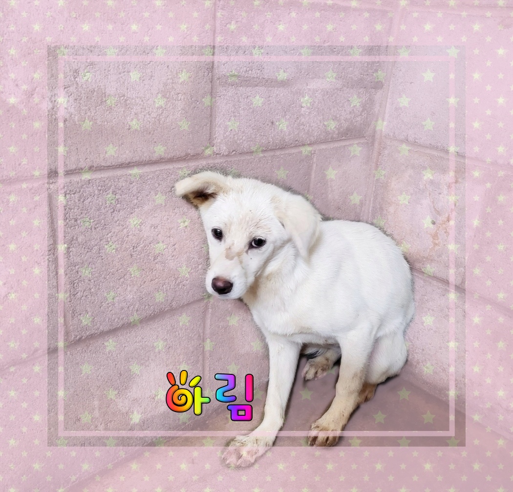 믹스견 이미지 파일 입니다.