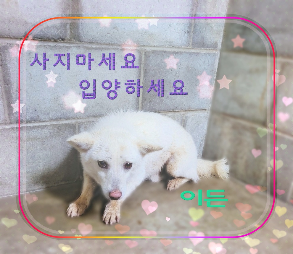 믹스견 이미지 파일 입니다.